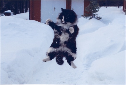 norwkungfu1