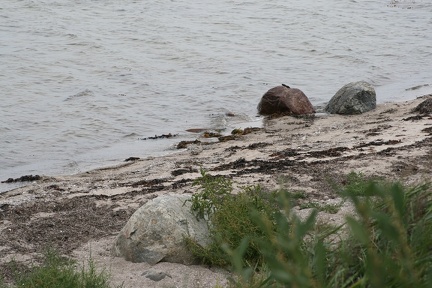 Dänemark2013-1140